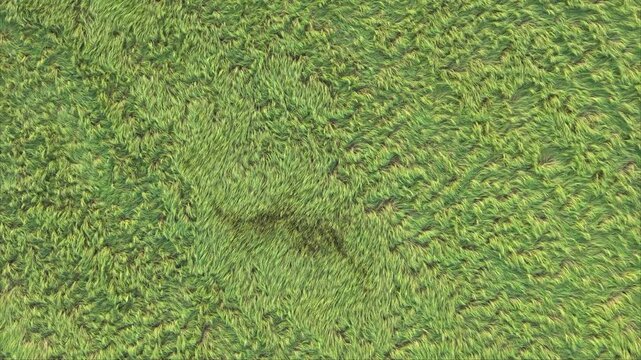 Aerial Top View of Wind Flattened Grain Field Creating Natural Agricultural Texture