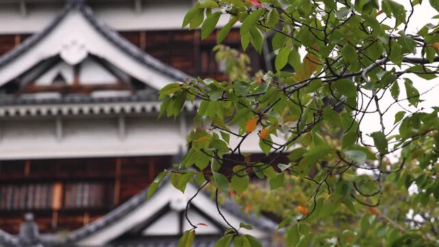 Hiroshima Castle exterior view, Hiroshima city, Carp Castle, Japan, autumn fall landscape vibrant view and momiji foliage, building, Hiroshima prefecture, travel to Japan, Azuchi-Momoyama castle 