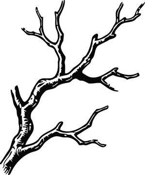 A stark bare tree branch with intricate detail rendered in a classic engraving style against a clean white background symbolizing nature's resilience