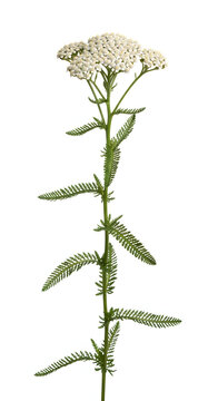 White Queen Annes Lace Flower Botanical Illustration.