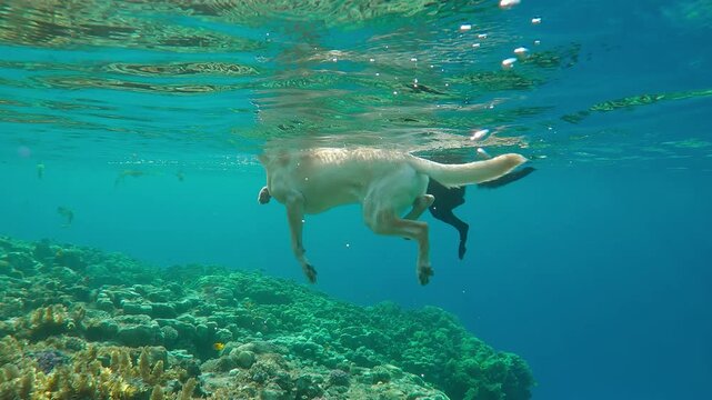 Underwater view of two dogs, white and black swims on water surface over coral reef. Doggies refreshes itself from sweltering summer heat by swimming in Red Sea. Dogs swam in sea to cool off