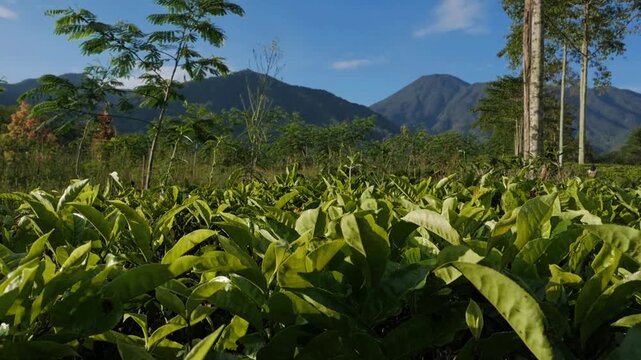 A scenic horizontal slow motion footage panning left to reveal lush green tea fields with majestic mountains under a bright blue sky.