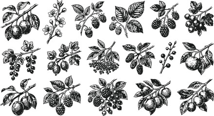Assorted berry branches in detailed engraving style with white background for design elements © Mahi Fattah