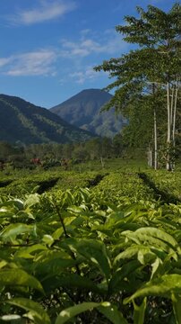 Beautiful vertical slow motion video panning left across an expansive organic tea plantation stretching toward high mountain peaks.