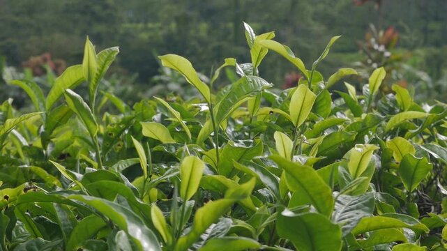 A peaceful horizontal static slow motion shot focusing on young green tea sprouts moving gently with the breeze under daylight.
