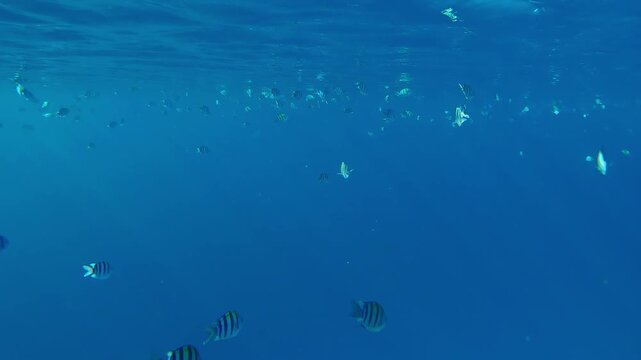 School of Indo-Pacific sergeant (Abudefduf vaigiensis) swimming in below top water in sunburst. Sergeantmajor fish`s in sunlight against blue water. Tropical fish swims under surface in sunshine