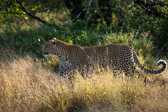 Leopard walking in gold light through the long green summer grass, Timbavati Nature Reserve. 