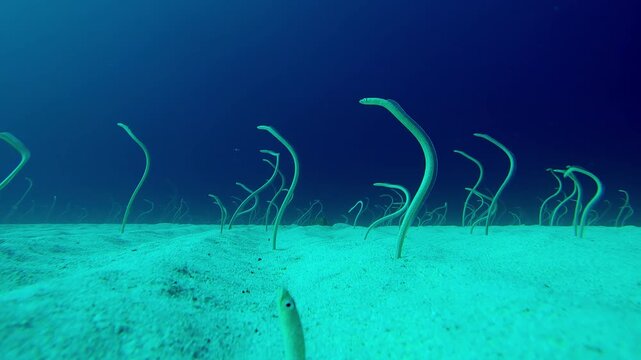 Time lapse of long, Spotted Garden eels (Gorgasia sillneri) emerge from sandy seabed, and wriggling in dancing to feed on plankton floating in clear blue ocean.