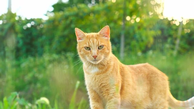 Beautiful ginger domestic cat standing peacefully outdoors on green grass with a softly blurred background of trees in the gardenv