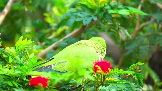 Beautiful bright green rose ringed parakeet parrot perched near a red flower in lush tropical garden foliage on a sunny day