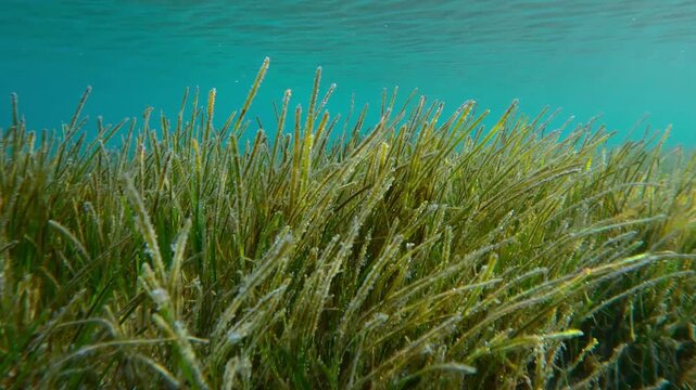 Dense thickets of green sea grass covered with air bubbles in shallow water in sunlight. Natural underwater landscape with Narrowleaf Seagrass (Halodule uninervis) in sublittoral zone on sunshine