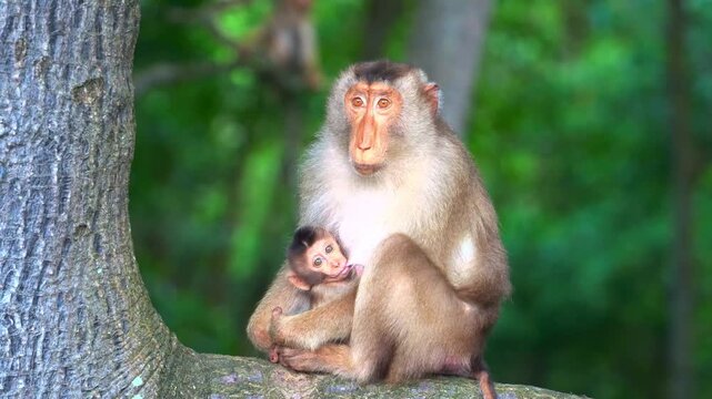 Close up shot of a rhesus macaque monkey mother holding her small baby protectively while sitting in the lush green forest