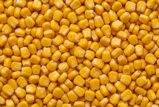 Closeup of fresh yellow corn kernels texture background