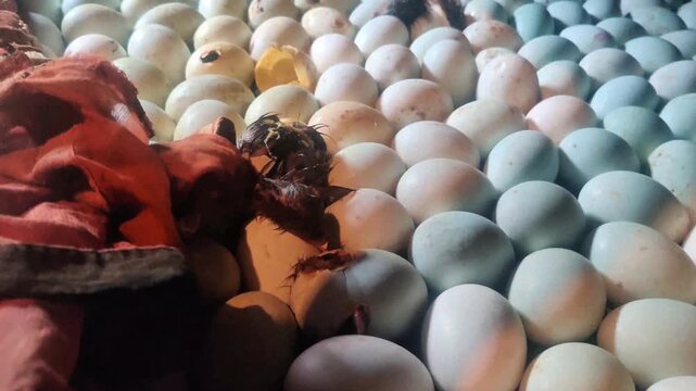 Baby Duckling Hatching from Egg | Fresh Duck Eggs Closeup | Farm Life Bangladesh