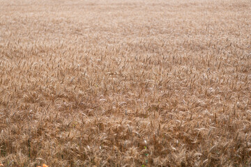 Obraz premium Ripe wheat harvest. Agriculture and farming. Barley ear spikelet. Farming crop field. Wheat flied at rural countryside. Agricultural landscape. Crop countryside field. Agrobusiness