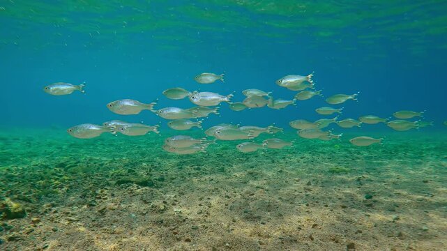 School of Barred Flagtails as they swim in sun-drenched shallows, their scales reflecting light. Kuhlia mugil as they swim, their bodies glittering brilliantly in sunshine