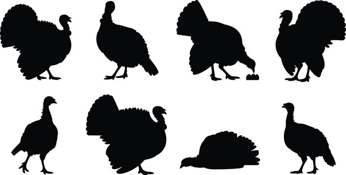 Turkey Silhouette Vector Set with Standing, Walking, and Display Poses