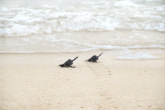 Baby Green Sea Turtles off to Sea 
