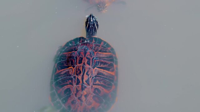 Overhead view of a painted turtle with a colorful shell swimming slowly in murky water