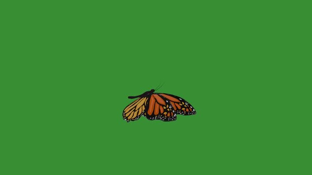 Flying monarch butterfly green screen