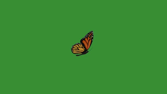 Flying monarch butterfly green screen