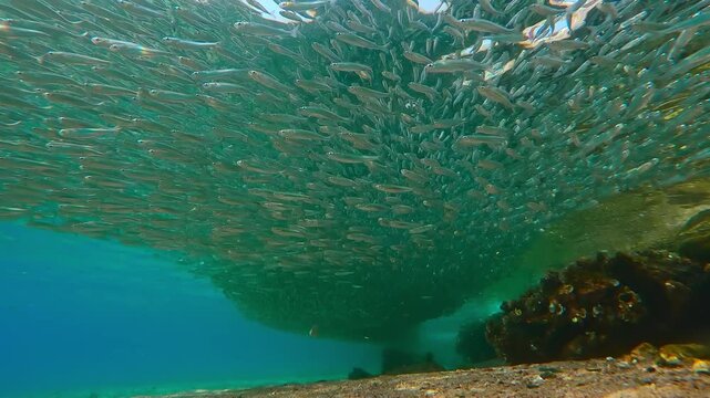 Hardyhead Silversides have formed an immense school at spawn time, stretching endlessly along shoreline over sandy seabed. Marks an Atherina spawning run.