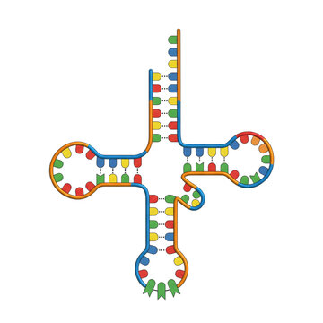 Transfer RNA Clover Leaf Model Isolated Transparent