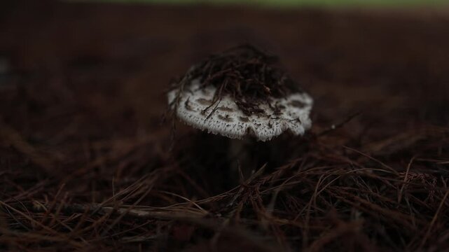 White scaly dapperling mushroom growing on dark forest floor