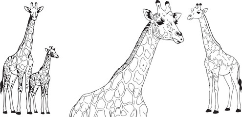 Black and white giraffe illustrations for coloring book © MstSarmin