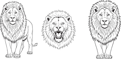 Obraz premium Detailed lion illustrations in black and white
