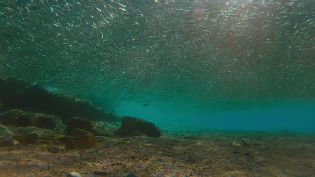 Sunlight shimmers through dense, gray cloud of Hardyhead Silversides (Atherina), clustered in shallows just under surface at spawning run season. Fish`s are strongly backlit by sun, with glare on lens