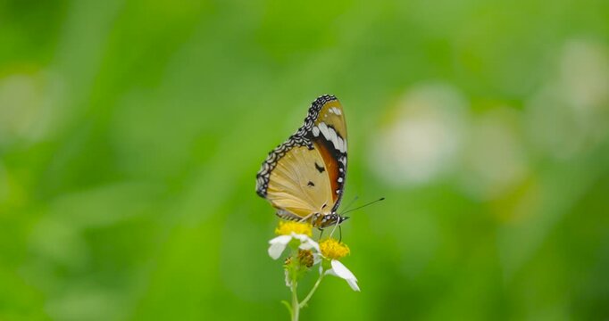 Slow motion butterfly on a flower