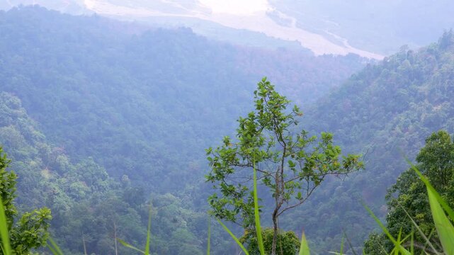 Natural tree movement in a gentle breeze overlooking the Mechi River and surrounding Himalayan foothill landscape.