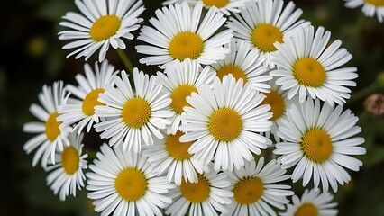 Fototapeta premium Cluster of fresh daisies with white petals and yellow centers in soft directional light.