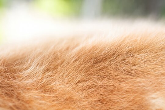 Golden ginger cat fur texture close up in soft natural outdoor light creating warm cozy peaceful atmosphere, macro detail
