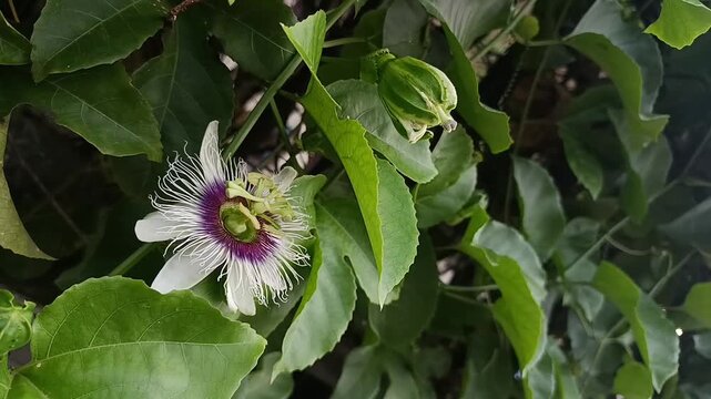 Passion Flower with Developing Buds on Tropical Vine