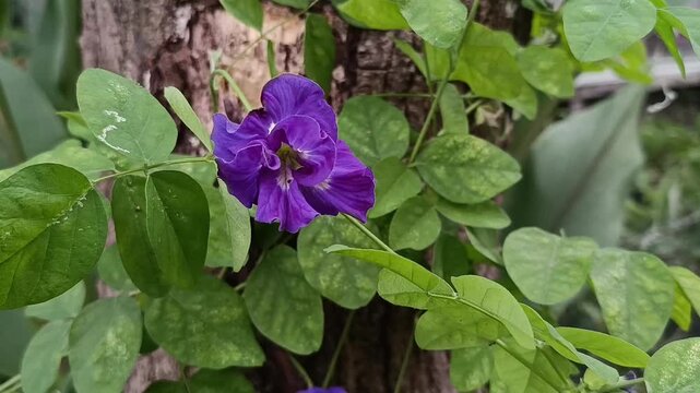 Double Butterfly Pea Flower Blooming on Plant