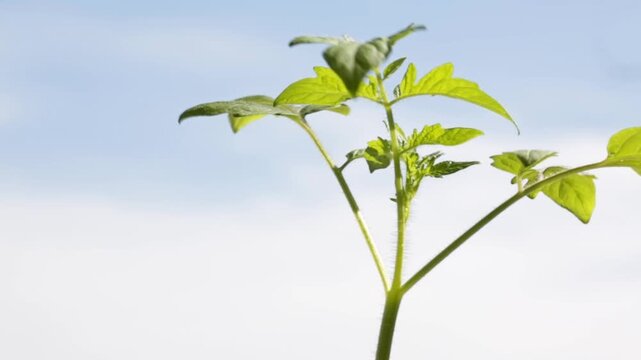 A green vegetable bush spins against a blue sky, veganism