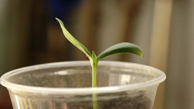 A small green lettuce sprout grows in a plastic cup, growing vegetables