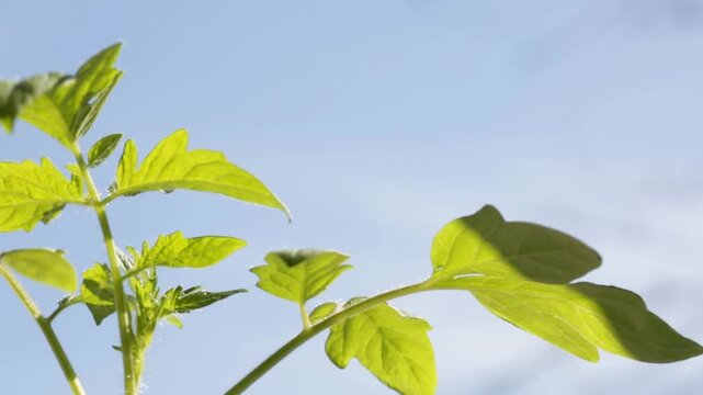 A small green tomato plant rotates against a blue sky