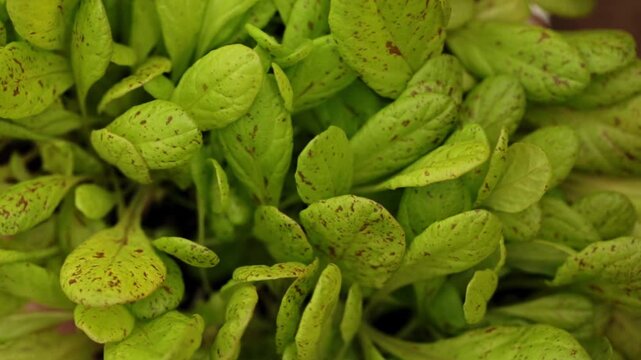 Young green lettuce leaves growing at home, healthy food and vegetarianism
