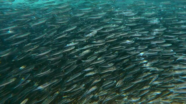 Huge, dense school of small fish swims at spawning run, glistening in sunlight. Swarm of Silversides Atherina swimming below water surface along shoreline during spawn season.