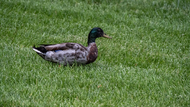 A Mallard drake on a lawn during mating season.