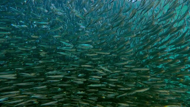 Massive migrating Silversides Atherina sparkle in sunlight during spawning season. Seamless school of small fish shimmers in sunshine at spawn run. Bait ball shimmers in sunglare.