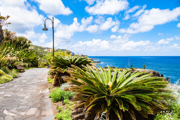 Fototapeta premium Large spiky sago palms line a stone-paved promenade under a bright blue sky with scattered clouds between Charco Azul and San Andres, La Palma, Canary Islands, Spain