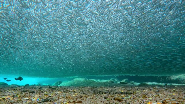 Two Lizardfish wait on sandy seabed for right moment to attack seamless school of Silversides that hovers above them, they have gathered in shallow water during their annual spawning migration.