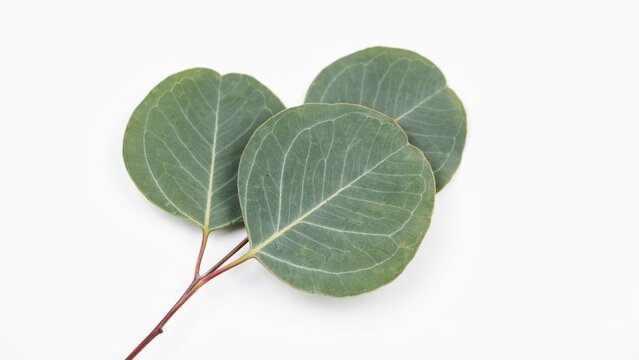 Three green eucalyptus leaves isolated on white background