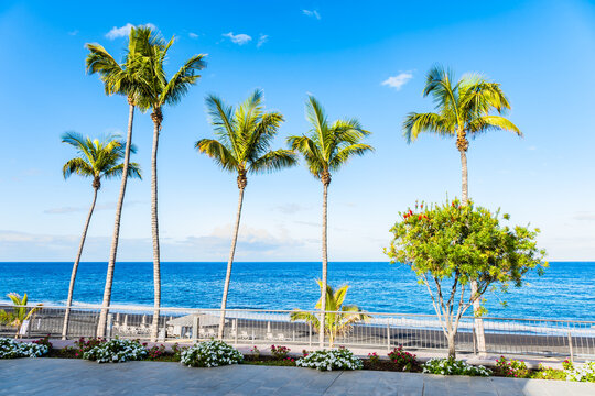 Slender palm trees rise from a decorated floral promenade overlooking a deep blue ocean horizon in Puerto Naos town, La Palma, Canary Islands, Spain