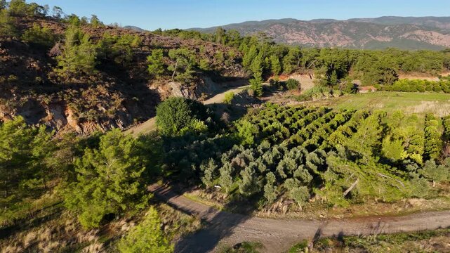 Aerial view of an olive grove and green pine forest landscape in the rural landscape of Mugla, Turkiye