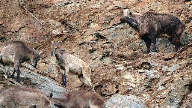 Takin herd ascends steep rocky mountain terrain in slow motion.